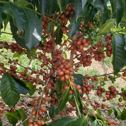 LA LOMA LAURINA Yeni Microlot Serisi Kolombiya Filtre Kahve - Montag Coffee