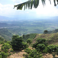 LA LOMA LAURINA Yeni Microlot Serisi Kolombiya Filtre Kahve - Montag Coffee