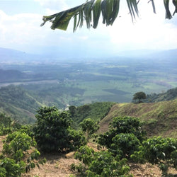 LA LOMA LAURINA Yeni Microlot Serisi Kolombiya Filtre Kahve - Montag Coffee