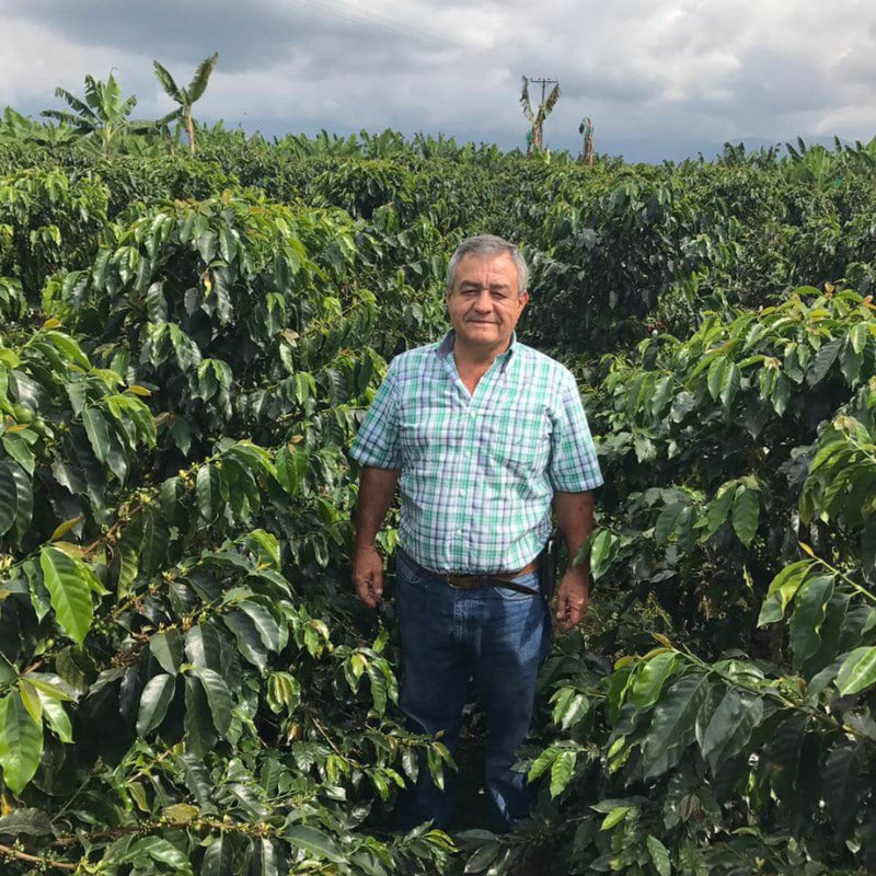 JARIO ARCILA PACAMARA Yeni Microlot Serisi Kolombiya Filtre Kahve - Montag Coffee
