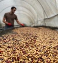 Las Torres Kosta Rika Filtre Kahve - Montag Coffee
