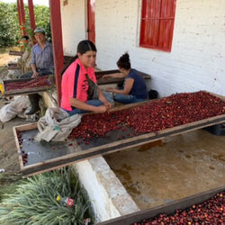 JARIO ARCILA PACAMARA Yeni Microlot Serisi Kolombiya Filtre Kahve - Montag Coffee