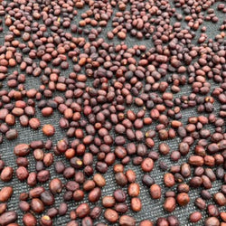 JARIO ARCILA PACAMARA Yeni Microlot Serisi Kolombiya Filtre Kahve - Montag Coffee
