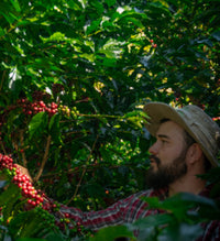Las Torres Kosta Rika Filtre Kahve - Montag Coffee
