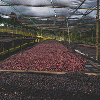 Pink Sunrise Etiyopya Filtre Kahve - Montag Coffee