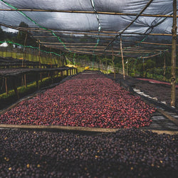 Pink Sunrise Etiyopya Filtre Kahve - Montag Coffee