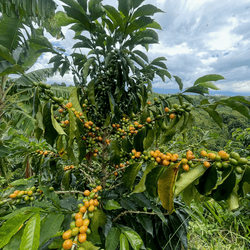 La Leona Kolombia Espresso Kahve - Montag Coffee