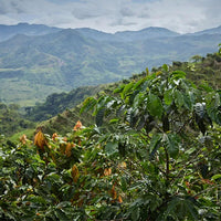 ANDES